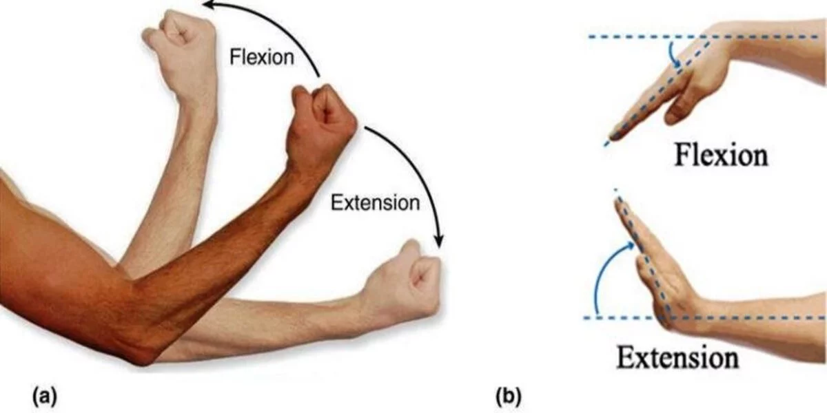 Elbow Flexion and Extension