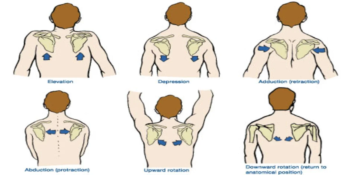 Scapular Retraction