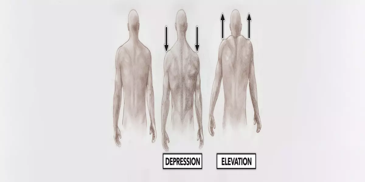 Arm Elevation and Depression